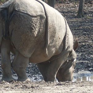 One-horned rhinoceros