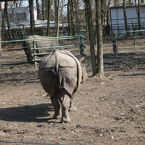 One-horned rhinoceros