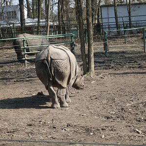 One-horned rhinoceros