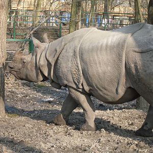 One-horned rhinoceros