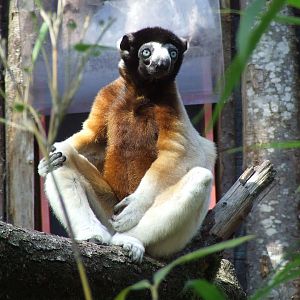 Crowned Sifaka
