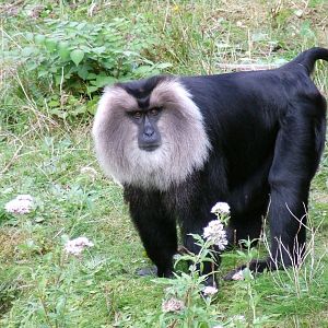 Lion-tailed Macaque