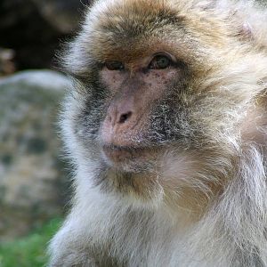 Barbary Ape