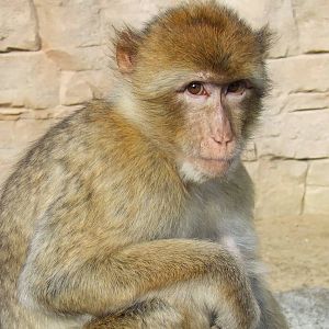 Barbary Ape