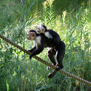 White-throated Capuchins