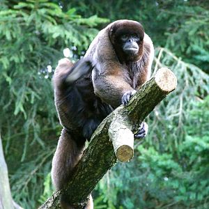 Brown Woolly Monkey