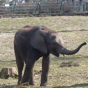 African elephant
