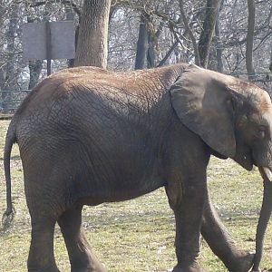 African elephant