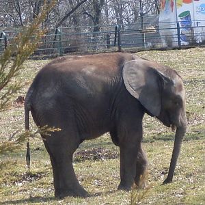 African elephant