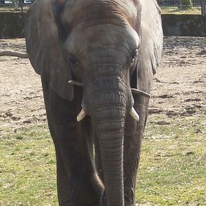 African elephant