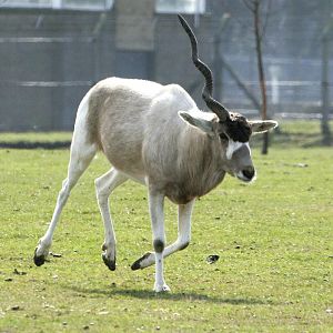 Addax