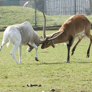 Addax v Lechwe