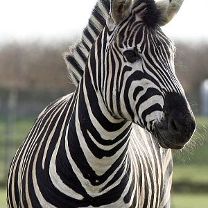 The Chapmans male zebra
