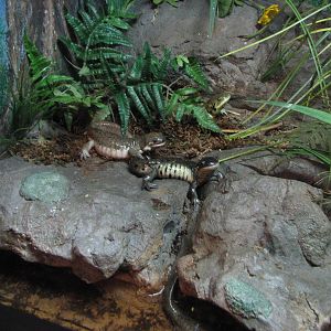 Utah Waters Gallery - Tiger Salamander