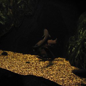 Utah Waters Gallery - Bonneville Cutthroat Trout