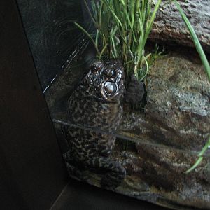 Utah Waters Gallery - American Bullfrog