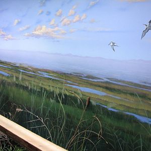Utah Waters Gallery - Great Salt Lake Mural