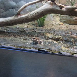 Utah Waters Gallery - Boreal Toad