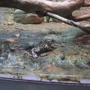 Utah Waters Gallery - Boreal Toad