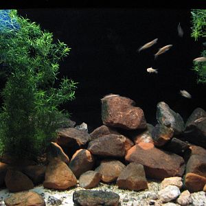 Utah Waters Gallery - Least Chub