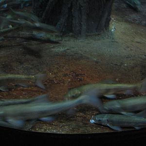 Utah Waters Gallery - June Sucker