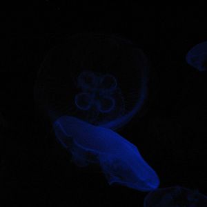 Ocean Explorer - Moon Jellies