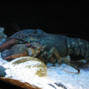 Ocean Explorer - American Lobster