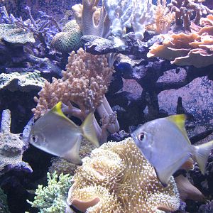 Ocean Explorer - Coral Reef