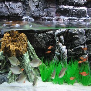 Journey to South America