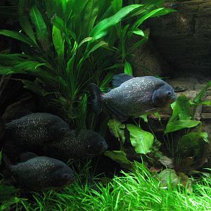 Journey to South America - Red-bellied Pirahna