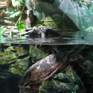 Journey to South America - Dwarf Caiman and Side-Necked Turtle