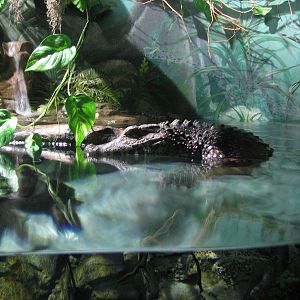 Journey to South America - Dwarf Caiman
