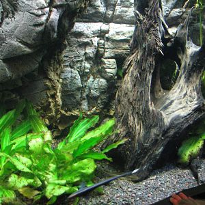 Journey to South America - Knifefish