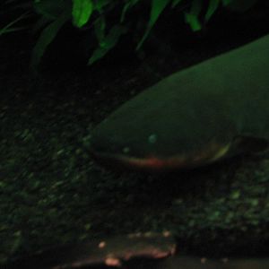 Journey to South America - Electric Eel