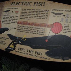 Journey to South America - Electric Eel Interpretive Display
