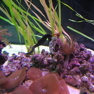 Ocean Explorer - Seahorses