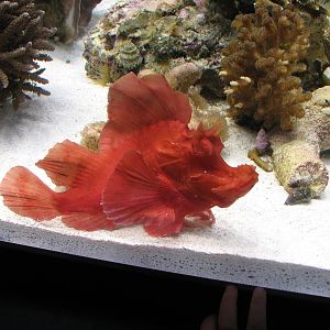 Ocean Explorer - Weedy Scorpionfish