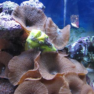 Ocean Explorer - Stonefish