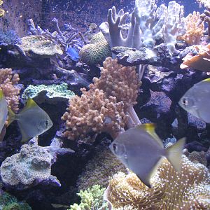 Ocean Explorer - Coral Reef