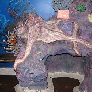 Ocean Explorer - Play Area