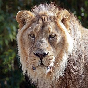 Asiatic Lion