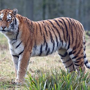 Amur (Siberian) Tiger