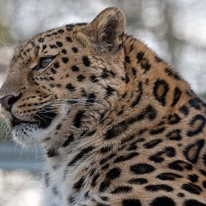 Amur (Siberian) Leopard