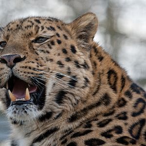 Amur (Siberian) Leopard