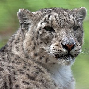 Snow Leopard