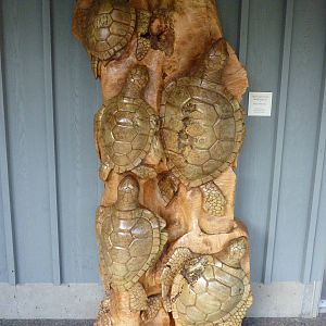 Sea Turtle Carving