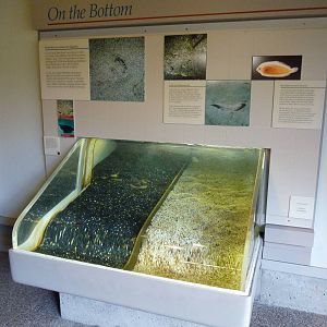 Sandy Shores Exhibits