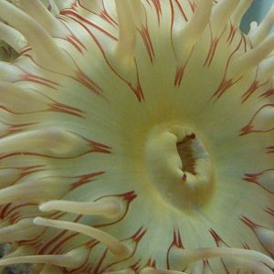 Sandy Shores Exhibits - Anemone