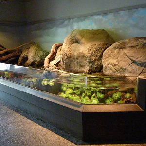 Rocky Shores Exhibits