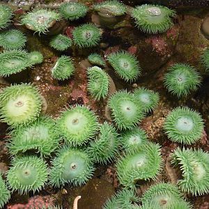 Coastal Waters Exhibits